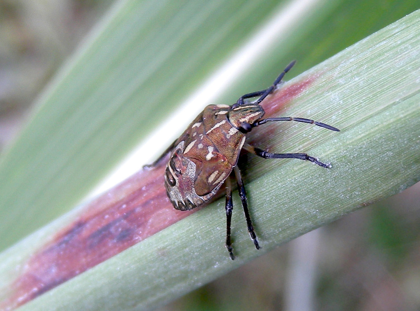 Carpocoris sp. ninfa